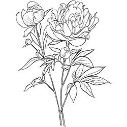Dessin à colorier: Pivoine (Nature et saisons) #176422 - Coloriages à Imprimer Gratuits