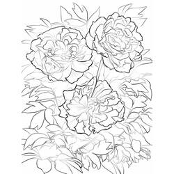 Dessin à colorier: Pivoine (Nature et saisons) #176423 - Coloriages à Imprimer Gratuits