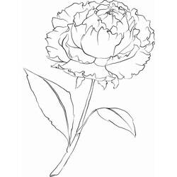 Dessin à colorier: Pivoine (Nature et saisons) #176426 - Coloriages à Imprimer Gratuits