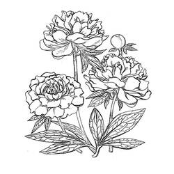 Dessin à colorier: Pivoine (Nature et saisons) #176427 - Coloriages à Imprimer Gratuits