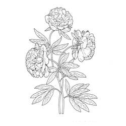 Dessin à colorier: Pivoine (Nature et saisons) #176430 - Coloriages à Imprimer Gratuits