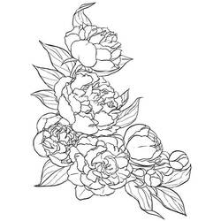 Dessin à colorier: Pivoine (Nature et saisons) #176432 - Coloriages à Imprimer Gratuits