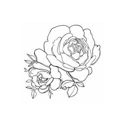Dessin à colorier: Pivoine (Nature et saisons) #176433 - Coloriages à Imprimer Gratuits
