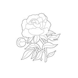 Dessin à colorier: Pivoine (Nature et saisons) #176434 - Coloriages à Imprimer Gratuits