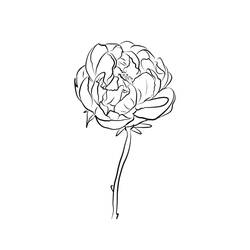 Dessin à colorier: Pivoine (Nature et saisons) #176435 - Coloriages à Imprimer Gratuits