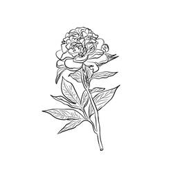 Dessin à colorier: Pivoine (Nature et saisons) #176436 - Coloriages à Imprimer Gratuits