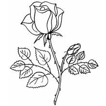 Dessin à colorier: Roses (Nature et saisons) #161867 - Coloriages à Imprimer Gratuits