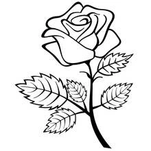 Dessin à colorier: Roses (Nature et saisons) #161909 - Coloriages à Imprimer Gratuits