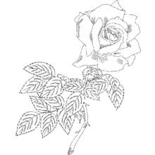 Coloriage Roses (Nature et saisons) #161939 à imprimer et colorier