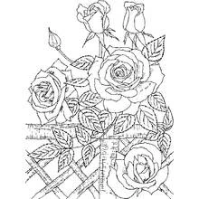 Coloriage Roses (Nature et saisons) #161944 à imprimer et colorier