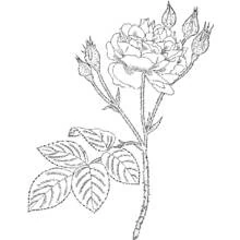 Coloriage Roses (Nature et saisons) #161953 à imprimer et colorier