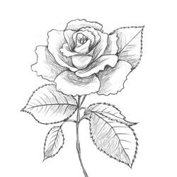 Dessin à colorier: Roses (Nature et saisons) #161955 - Coloriages à Imprimer Gratuits