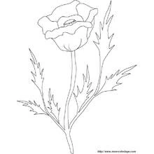 Coloriage Roses (Nature et saisons) #161975 à imprimer et colorier