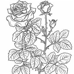 Coloriage Roses (Nature et saisons) #218716 à imprimer et colorier