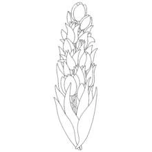 Coloriage Tulipe (Nature et saisons) #161675 à imprimer et colorier