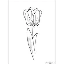 Coloriage Tulipe (Nature et saisons) #161688 à imprimer et colorier