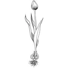 Coloriage Tulipe (Nature et saisons) #161740 à imprimer et colorier