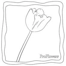 Coloriage Tulipe (Nature et saisons) #161760 à imprimer et colorier