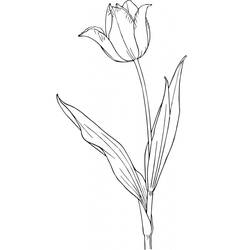Coloriage Tulipe (Nature et saisons) #174137 à imprimer et colorier