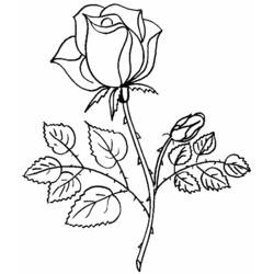 Dessin à colorier: Bouquet de fleurs (Nature) #160736 - Coloriages à imprimer