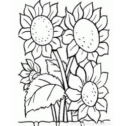 Dessin à colorier: Fleurs (Nature) #155000 - Coloriages à imprimer