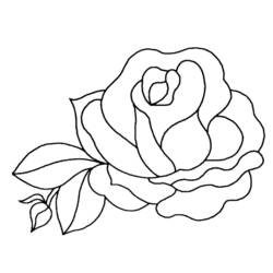 Dessin à colorier: Fleurs (Nature) #155039 - Coloriages à Imprimer Gratuits