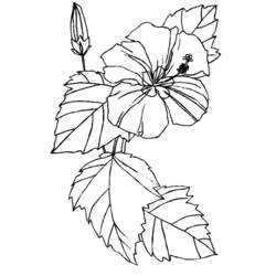 Dessin à colorier: Fleurs (Nature) #155056 - Coloriages à Imprimer Gratuits