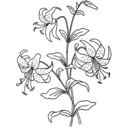 Dessin à colorier: Fleurs (Nature) #155057 - Coloriages à Imprimer Gratuits