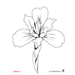 Dessin à colorier: Fleurs (Nature) #155064 - Coloriages à Imprimer Gratuits