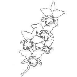 Dessin à colorier: Fleurs (Nature) #155073 - Coloriages à Imprimer Gratuits