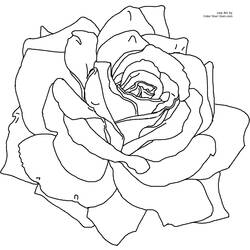 Dessin à colorier: Fleurs (Nature) #155098 - Coloriages à Imprimer Gratuits