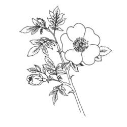 Dessin à colorier: Fleurs (Nature) #155149 - Coloriages à Imprimer Gratuits