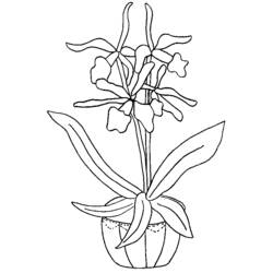 Dessin à colorier: Fleurs (Nature) #155185 - Coloriages à Imprimer Gratuits