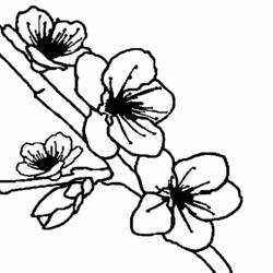 Dessin à colorier: Fleurs (Nature) #155191 - Coloriages à Imprimer Gratuits