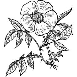 Dessin à colorier: Fleurs (Nature) #155198 - Coloriages à Imprimer Gratuits