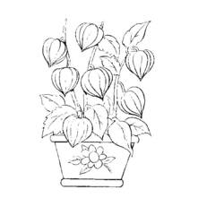 Dessin à colorier: Fleurs (Nature) #155208 - Coloriages à Imprimer Gratuits