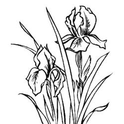 Dessin à colorier: Fleurs (Nature) #155225 - Coloriages à Imprimer Gratuits