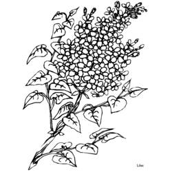 Dessin à colorier: Fleurs (Nature) #155263 - Coloriages à Imprimer Gratuits