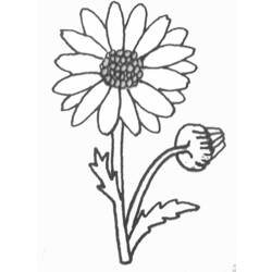 Dessin à colorier: Marguerite (Nature) #161363 - Coloriages à imprimer