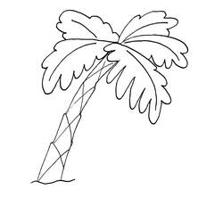 Dessin à colorier: Palmier (Nature) #161116 - Coloriages à imprimer