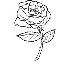 Dessin à colorier: Roses (Nature) #161864 - Coloriages à imprimer