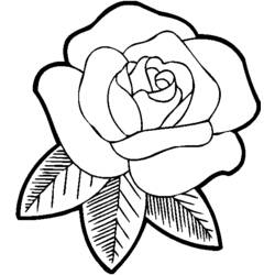 Dessin à colorier: Roses (Nature) #161871 - Coloriages à imprimer