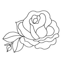 Dessin à colorier: Roses (Nature) #161872 - Coloriages à imprimer