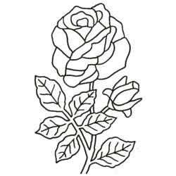 Dessin à colorier: Roses (Nature) #161899 - Coloriages à Imprimer Gratuits