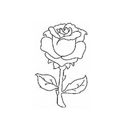 Dessin à colorier: Roses (Nature) #161907 - Coloriages à imprimer