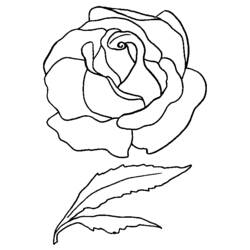 Dessin à colorier: Roses (Nature) #161931 - Coloriages à Imprimer Gratuits