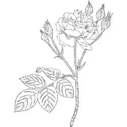 Dessin à colorier: Roses (Nature) #161953 - Coloriages à Imprimer Gratuits