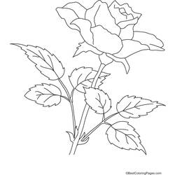 Dessin à colorier: Roses (Nature) #161964 - Coloriages à Imprimer Gratuits