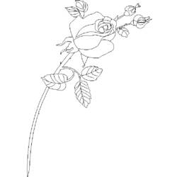 Dessin à colorier: Roses (Nature) #161965 - Coloriages à Imprimer Gratuits