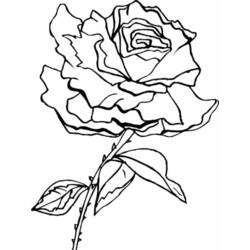 Dessin à colorier: Roses (Nature) #161966 - Coloriages à Imprimer Gratuits